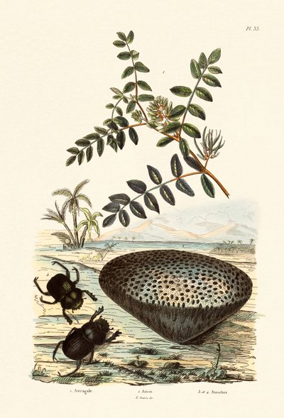 Astragalo, 1833-39 da French School